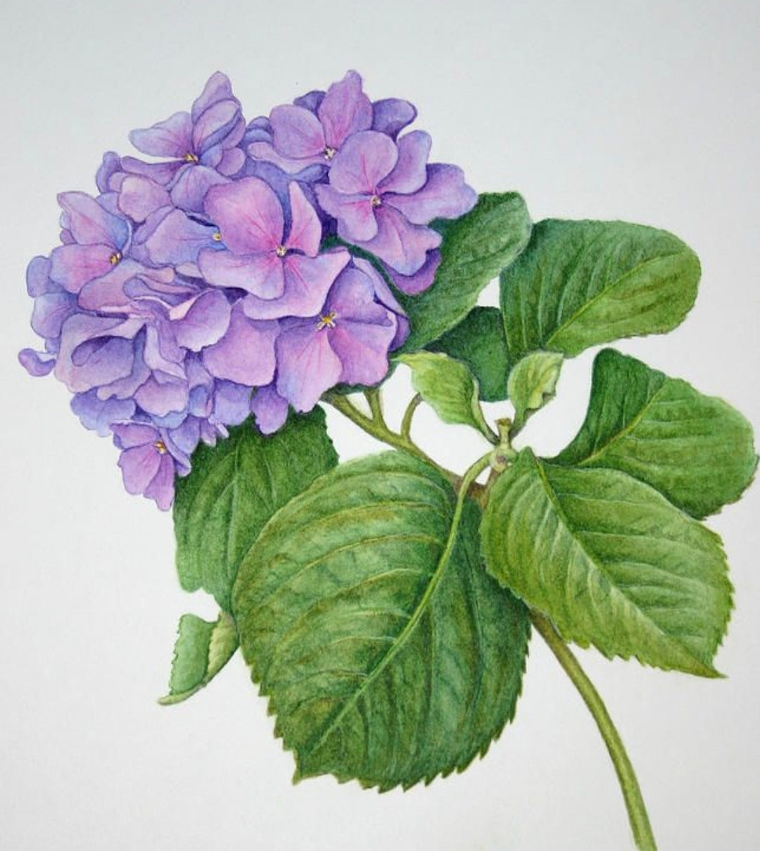 Holiday WORKSHOP 11-1pm A3 Flowers Watercolour